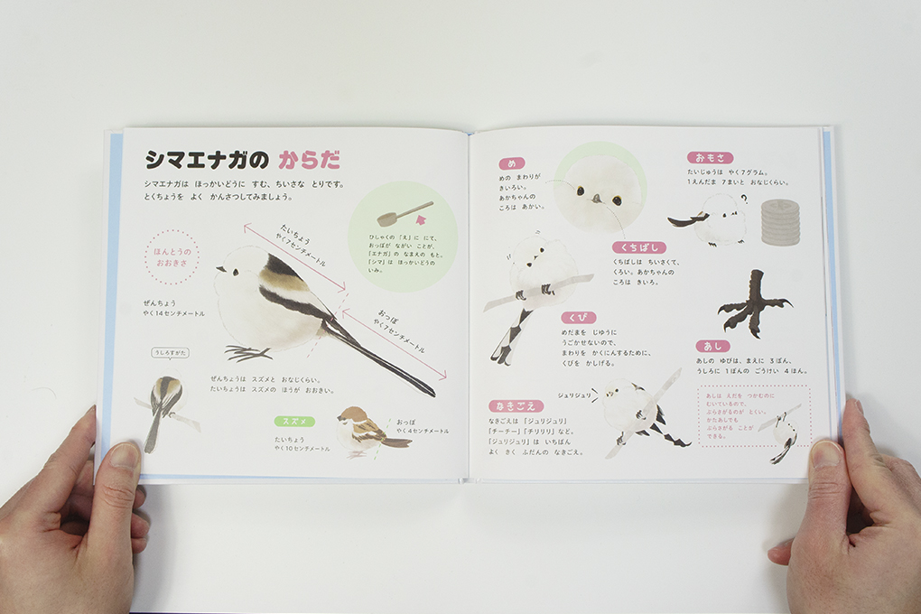 シマエナガのずかん